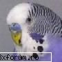 Perusul - Am un perus......... M-i la daruit DeathBird de - Animale de casă